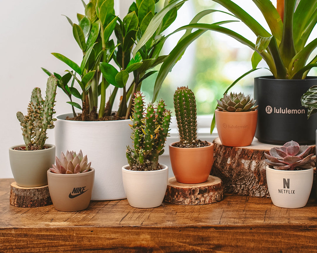 Personalized & Sustainable Corporate Gifting With Lively Root Plant Gifts (Case Study)