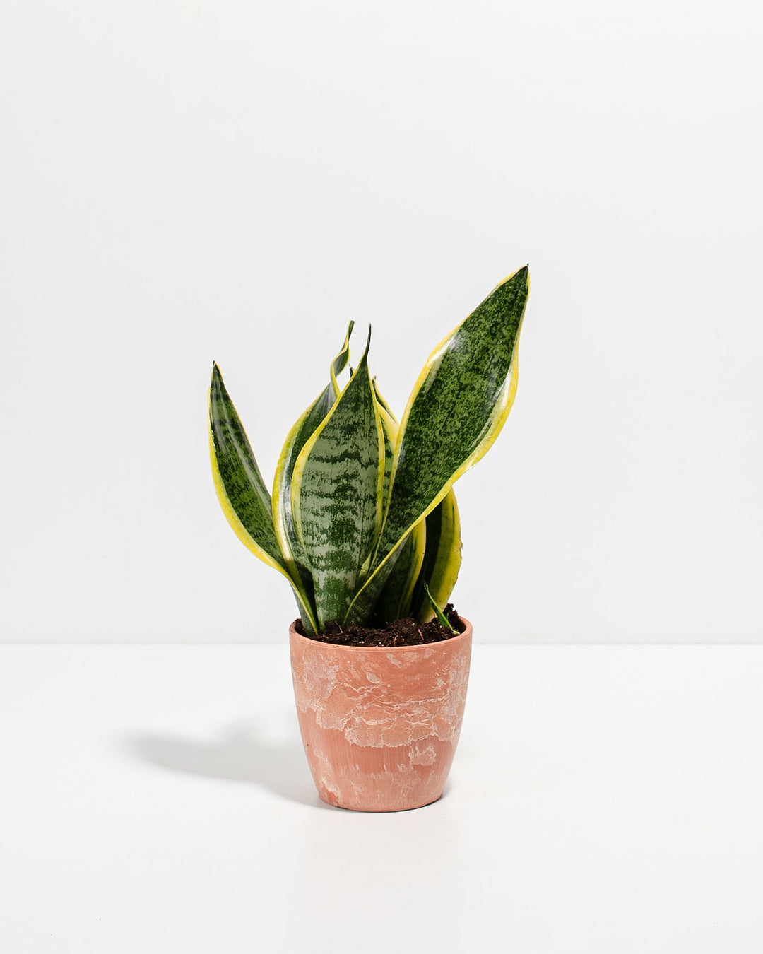 Snake Plant Kit