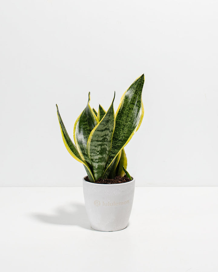 Snake Plant Kit