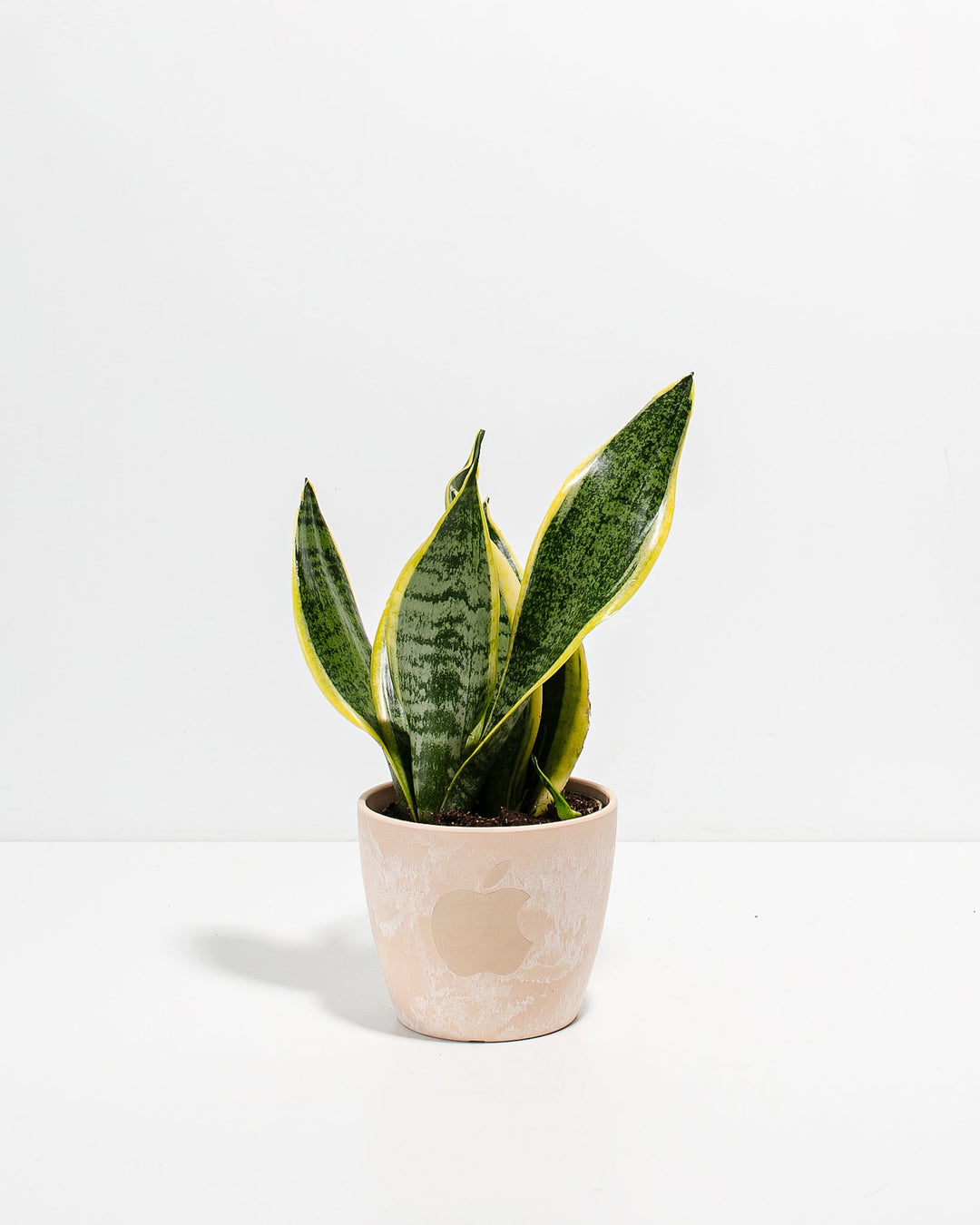 Snake Plant Kit