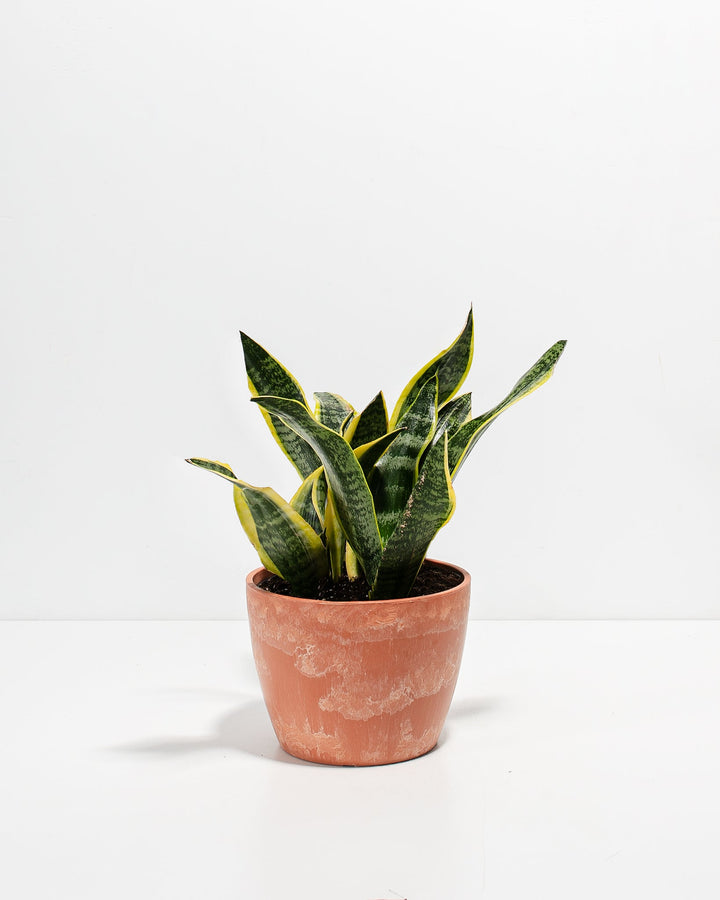 Snake Plant Kit