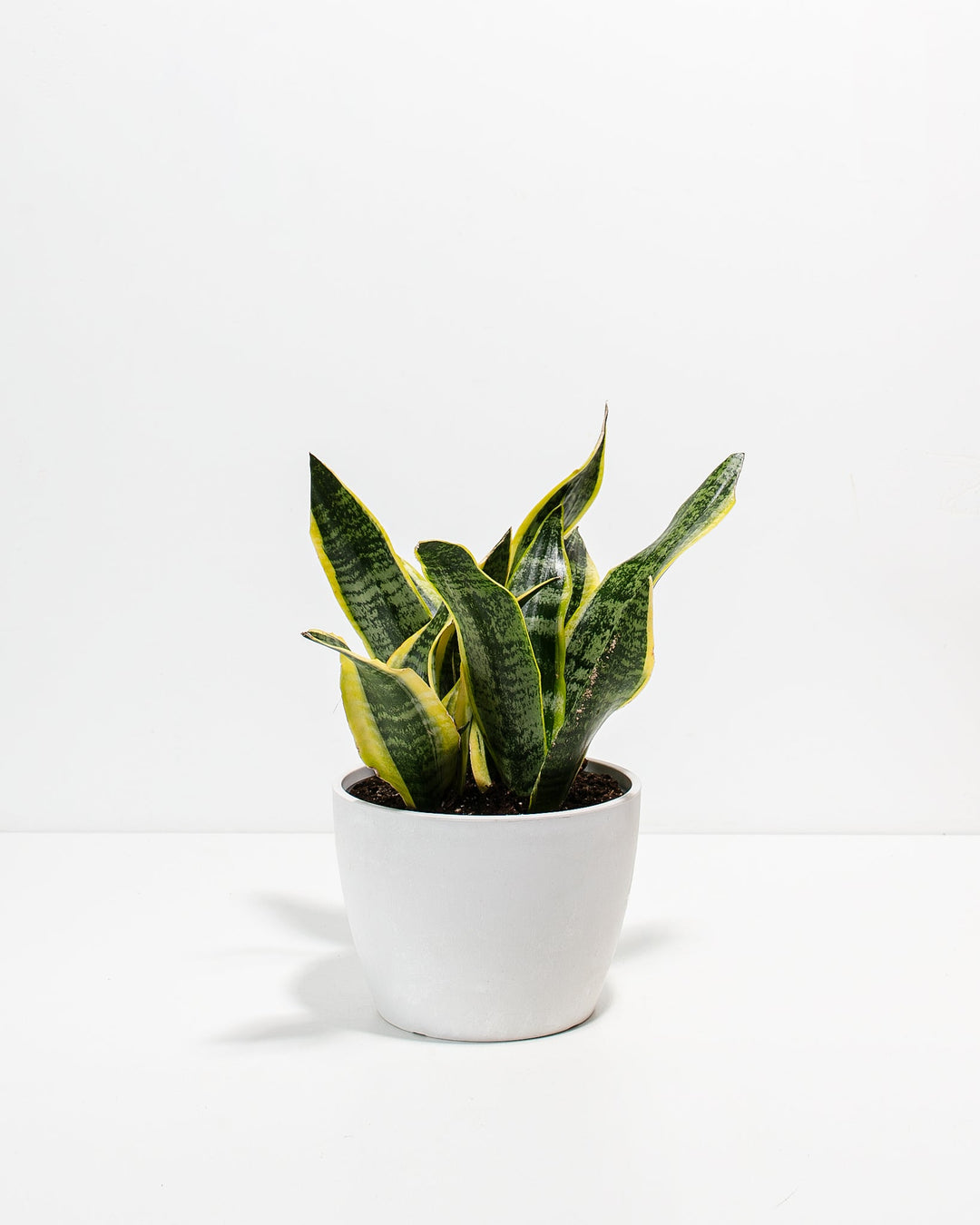 Snake Plant Kit