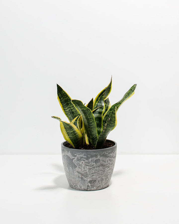 Snake Plant Kit