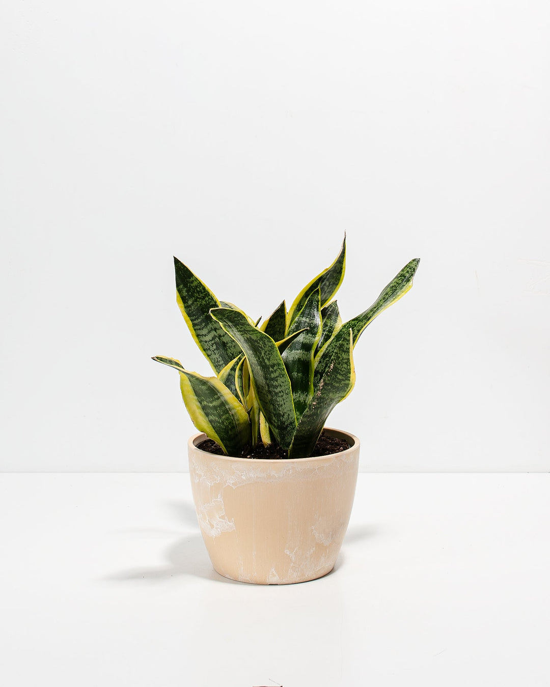 Snake Plant Kit