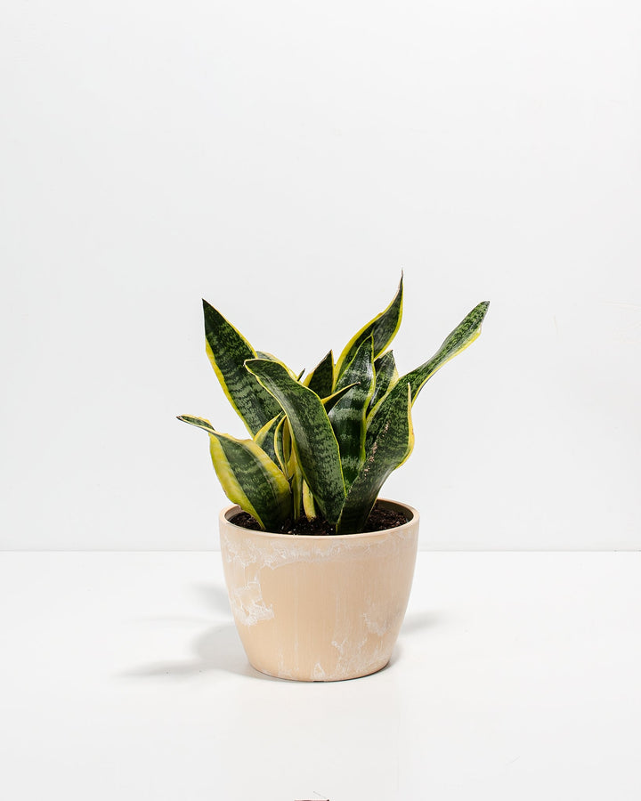 Snake Plant Kit