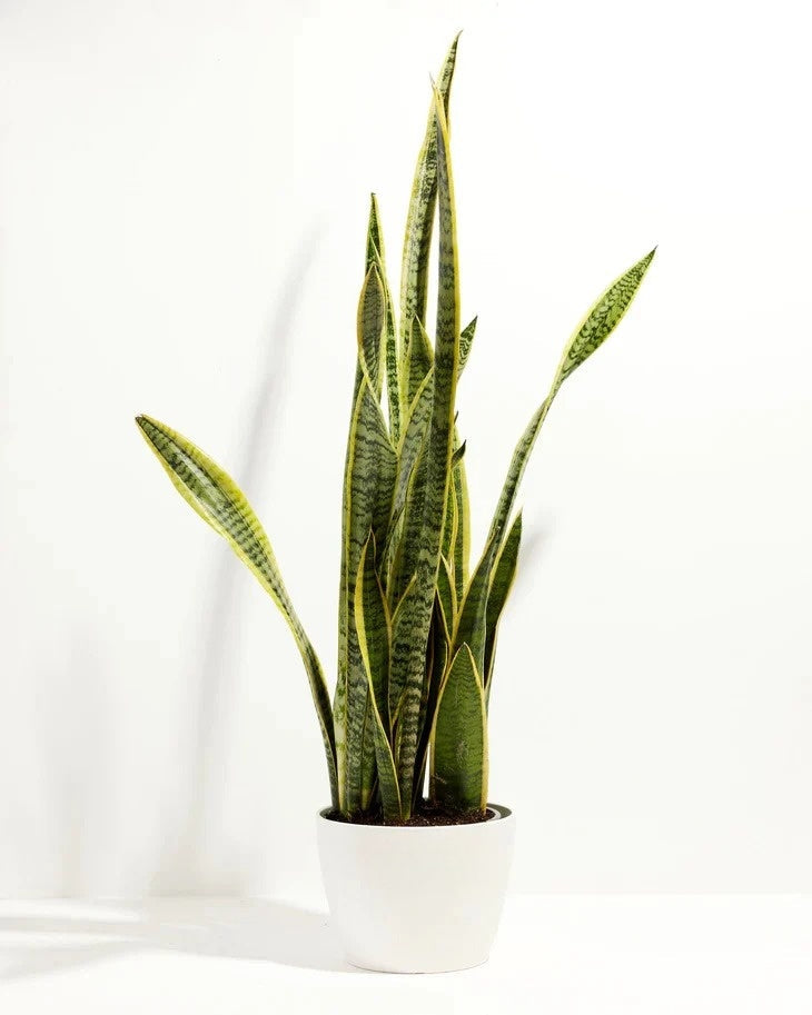Snake Plant Kit
