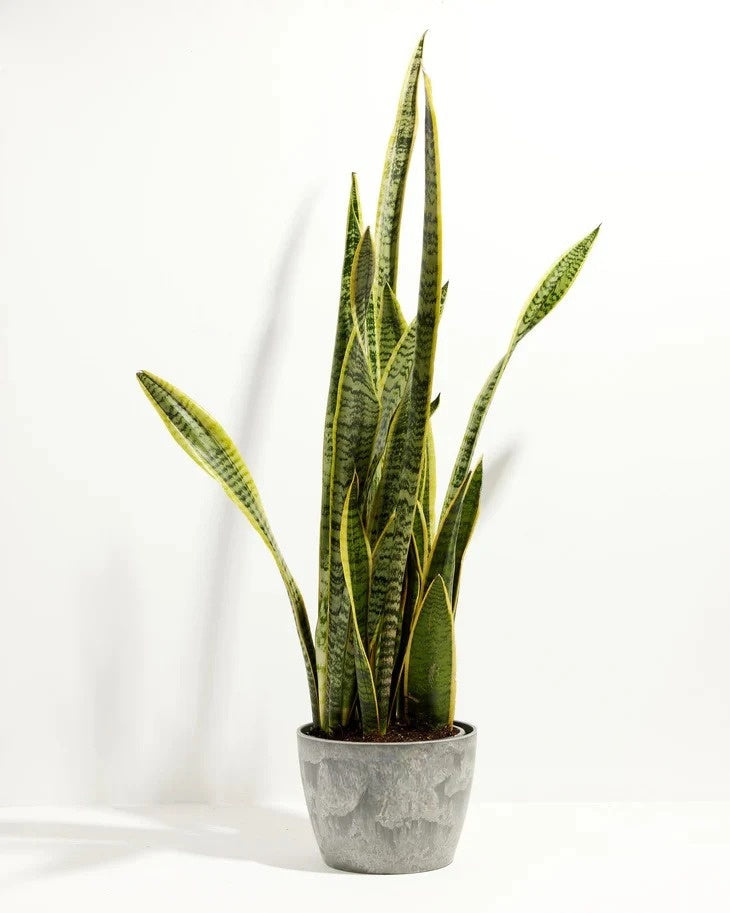 Snake Plant Kit