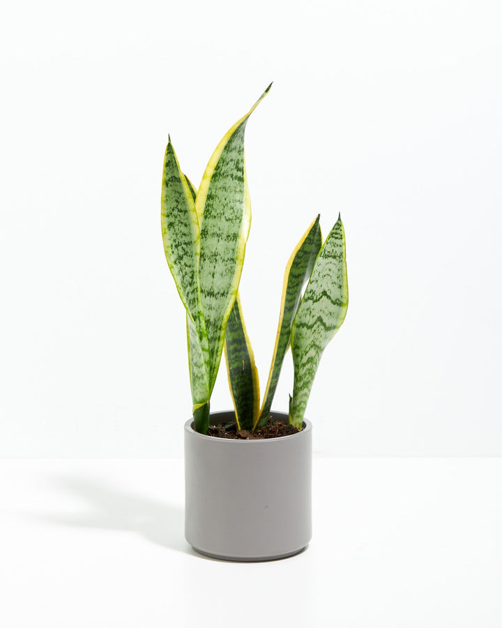 Snake Plant Kit