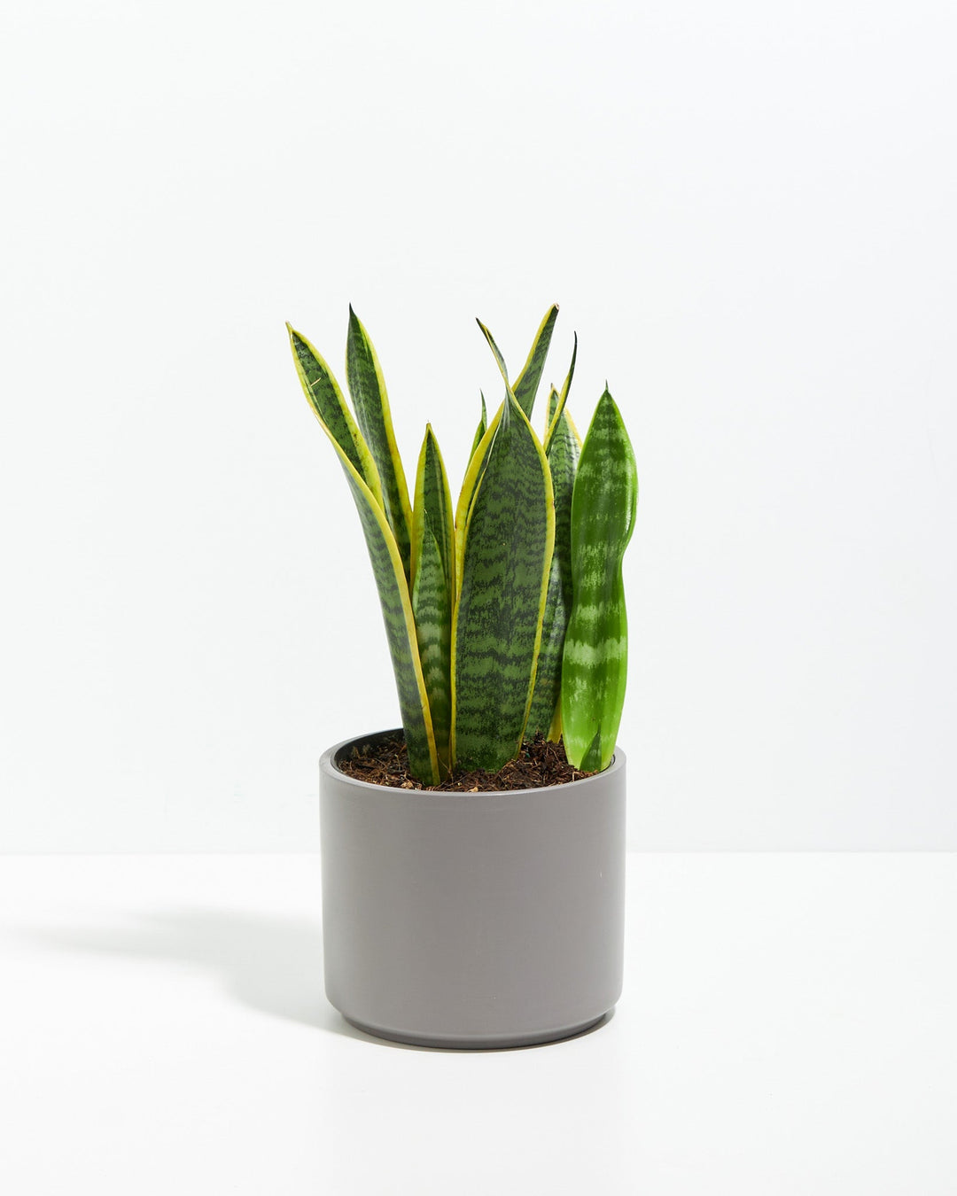 Snake Plant Kit