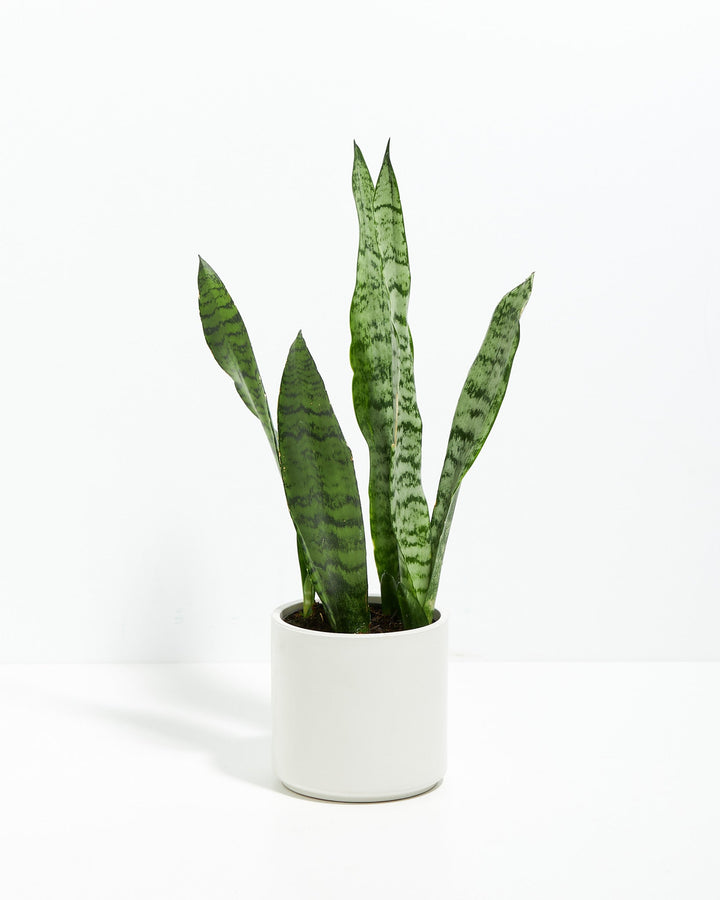 Snake Plant Kit