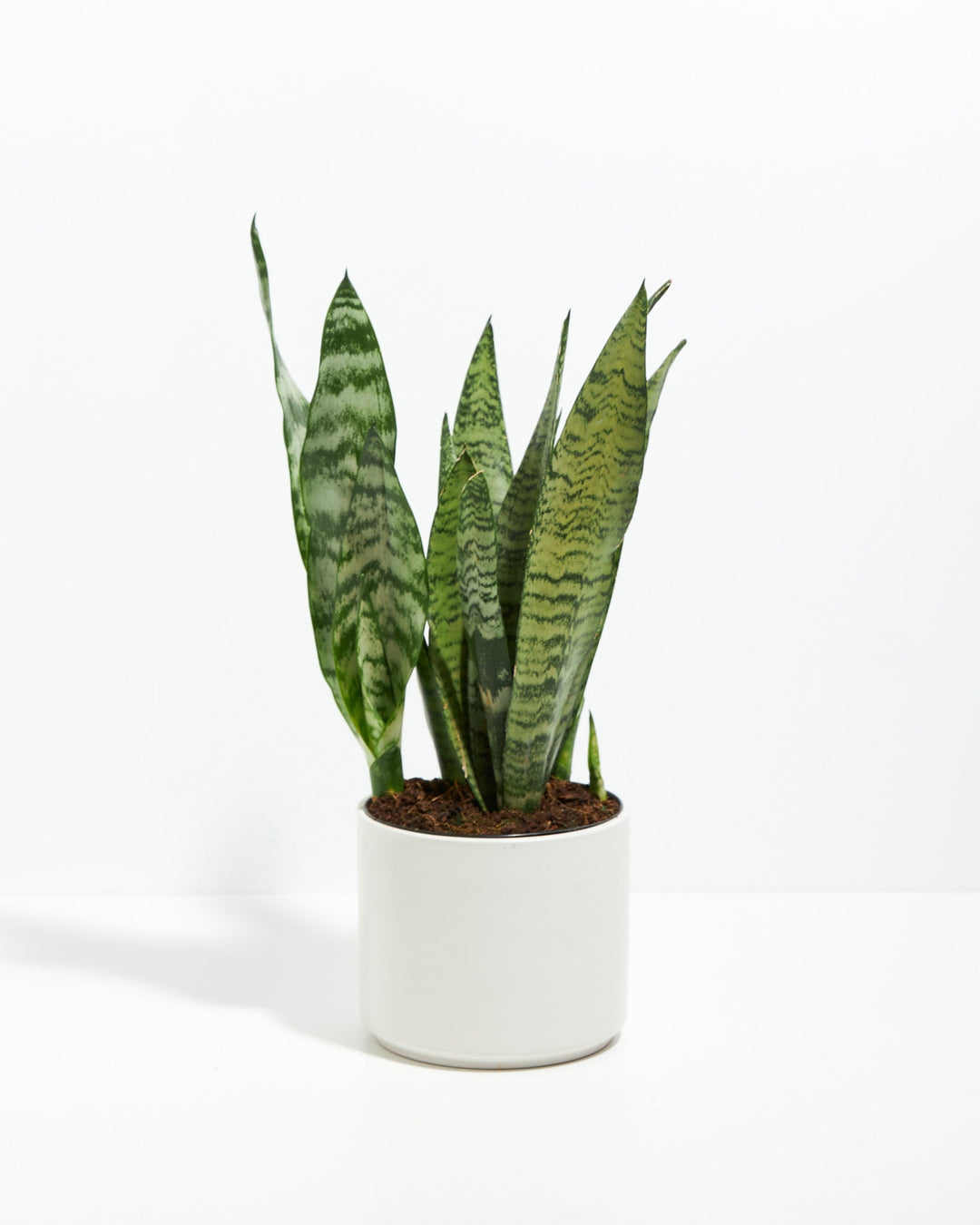 Snake Plant Kit