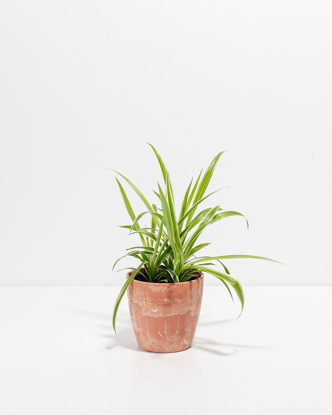 Spider Plant Kit