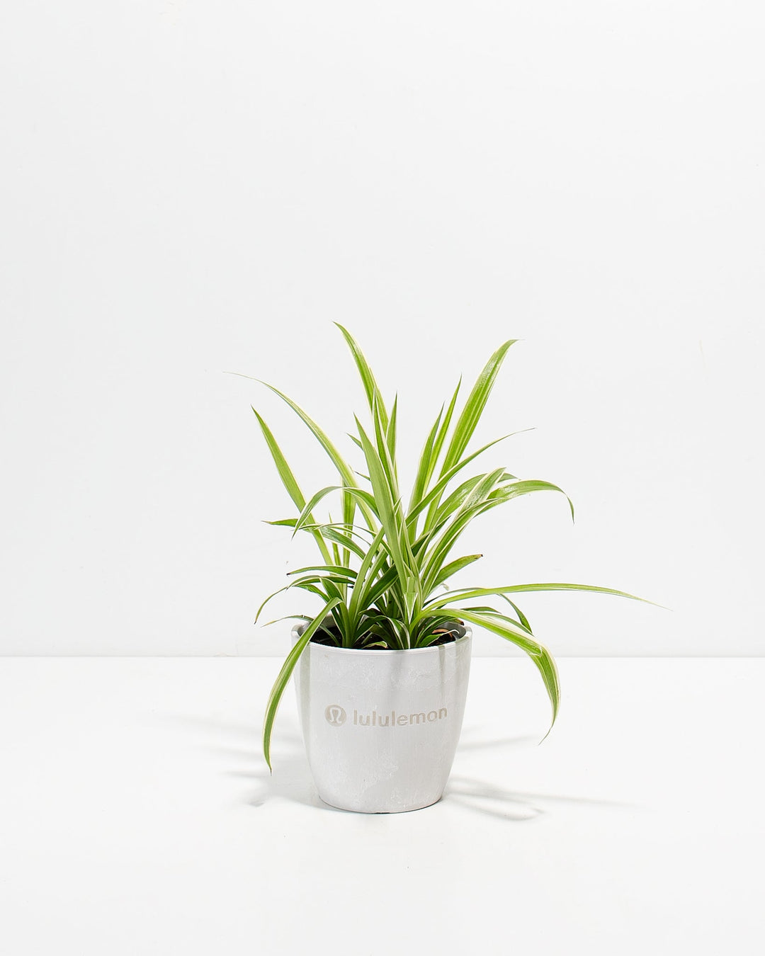 Spider Plant Kit