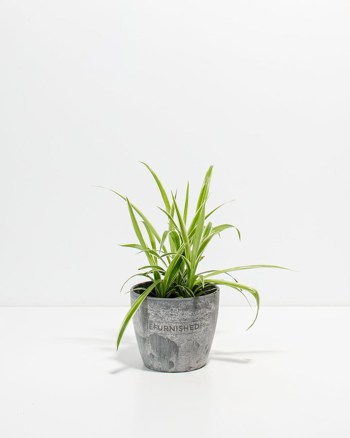 Spider Plant Kit