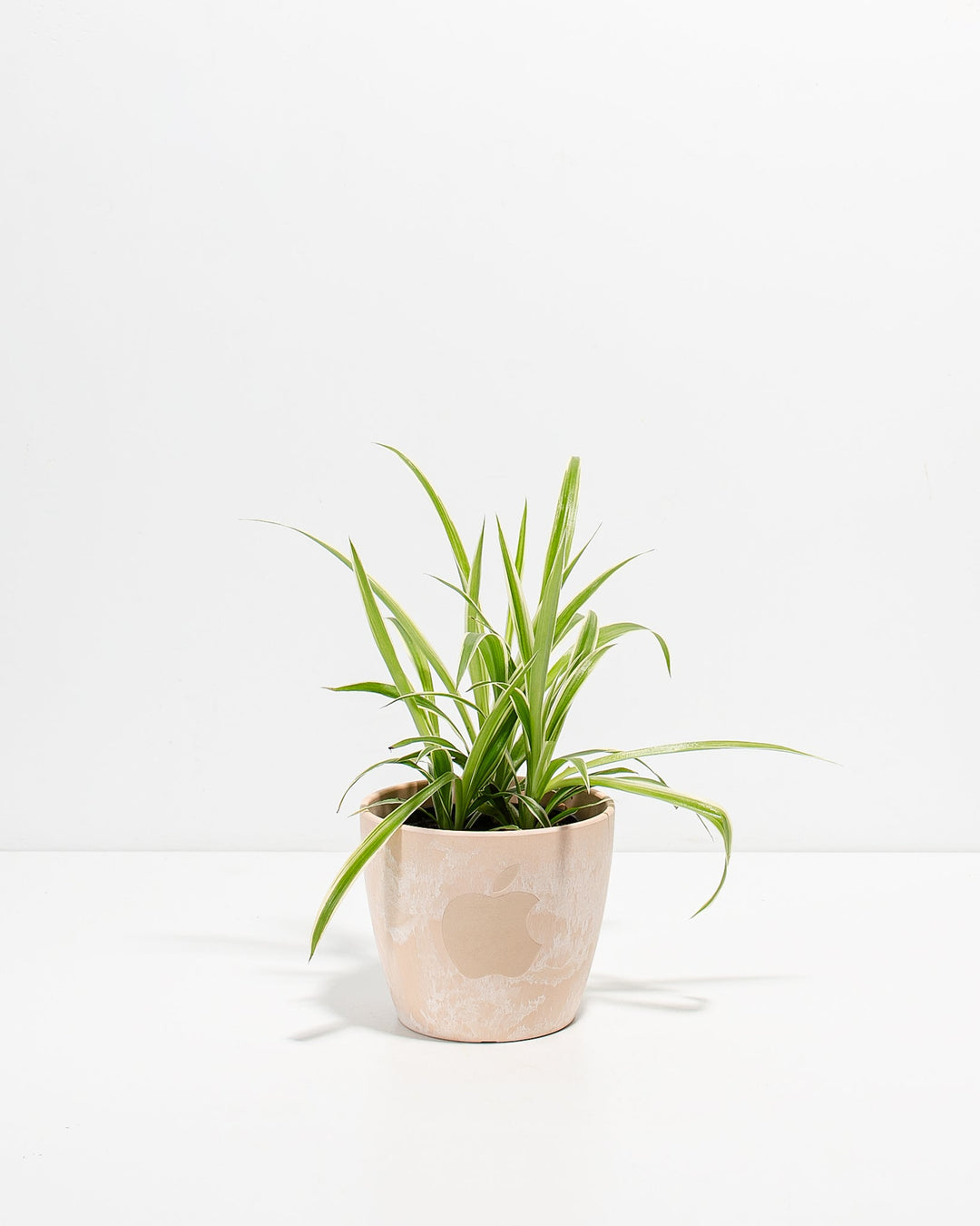 Spider Plant Kit