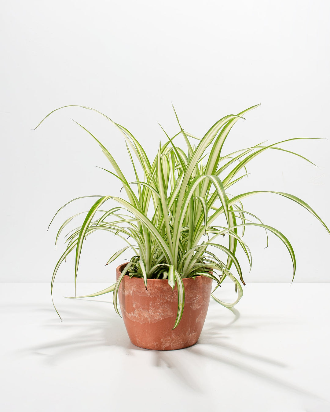 Spider Plant Kit