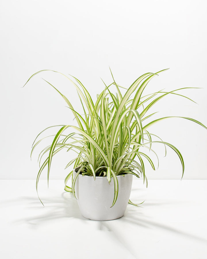 Spider Plant Kit