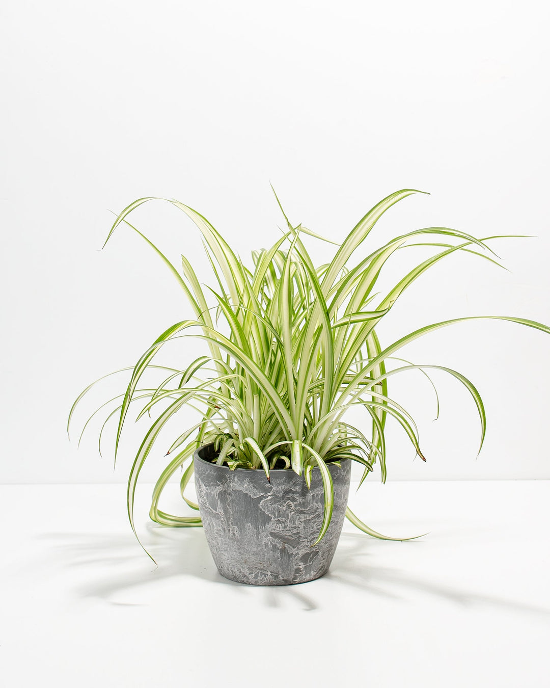 Spider Plant Kit