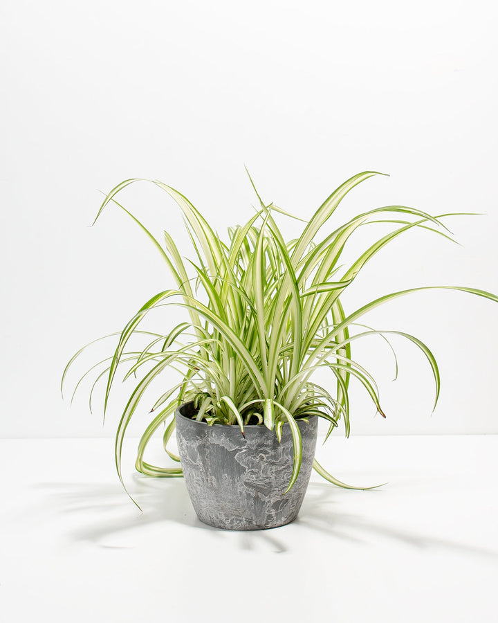 Spider Plant Kit