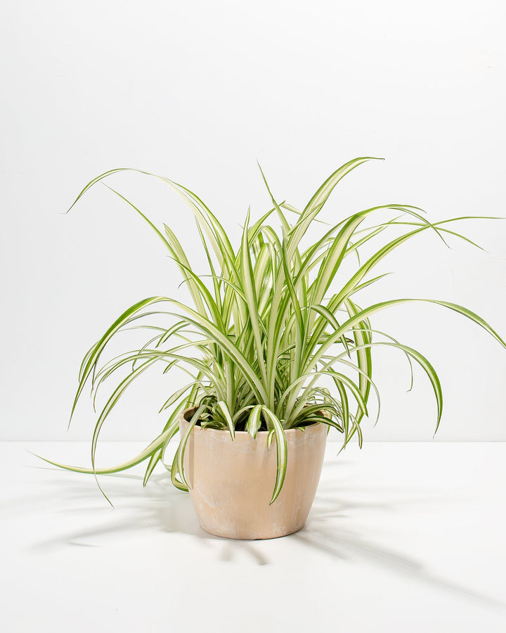 Spider Plant Kit