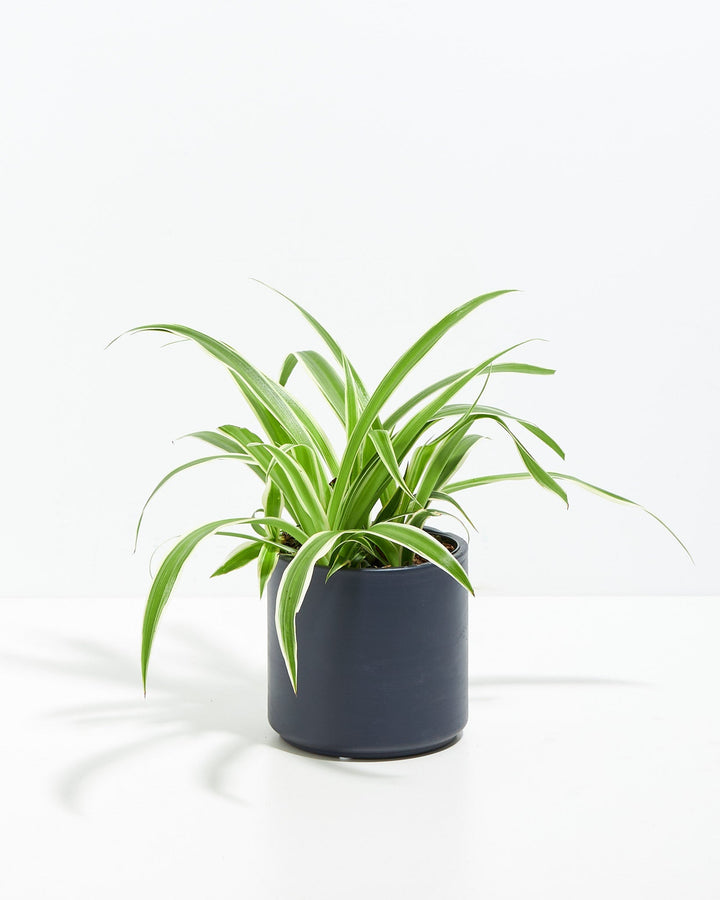 Spider Plant Kit