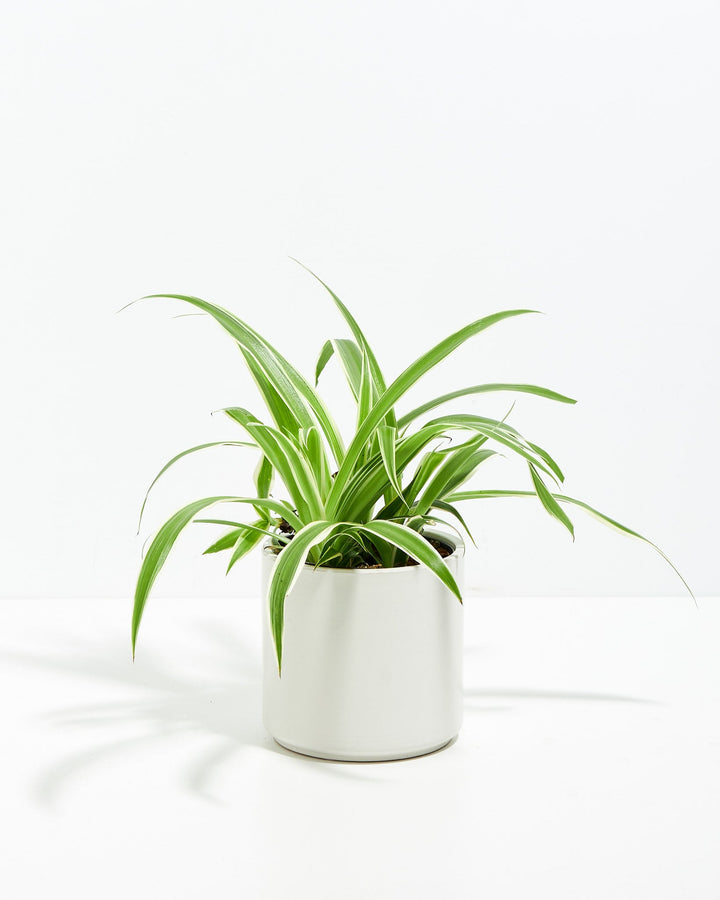 Spider Plant Kit