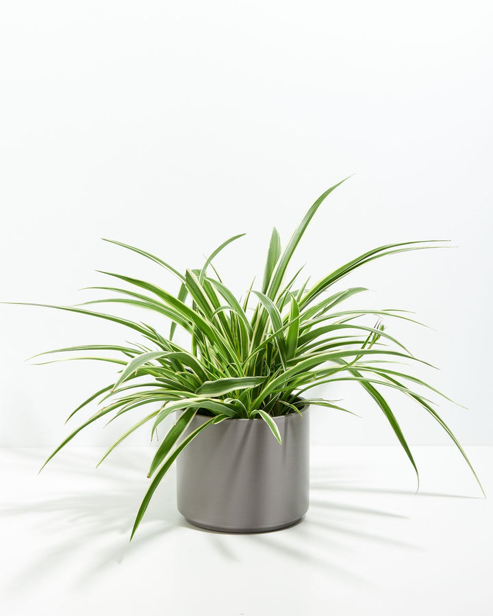 Spider Plant Kit