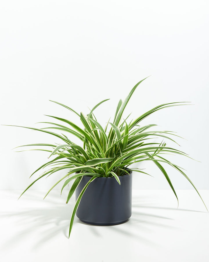 Spider Plant Kit