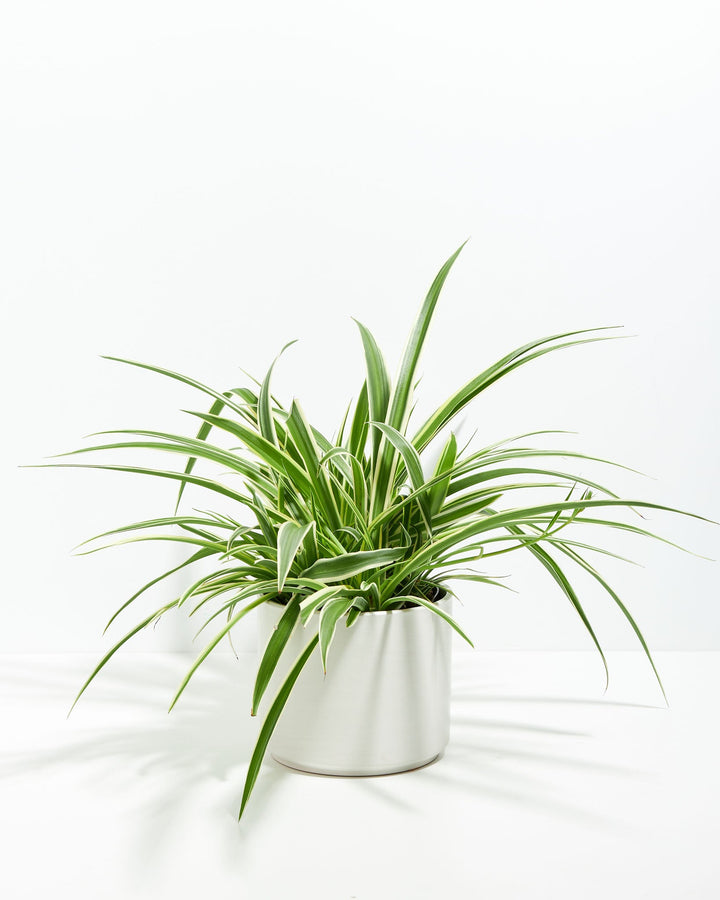 Spider Plant Kit