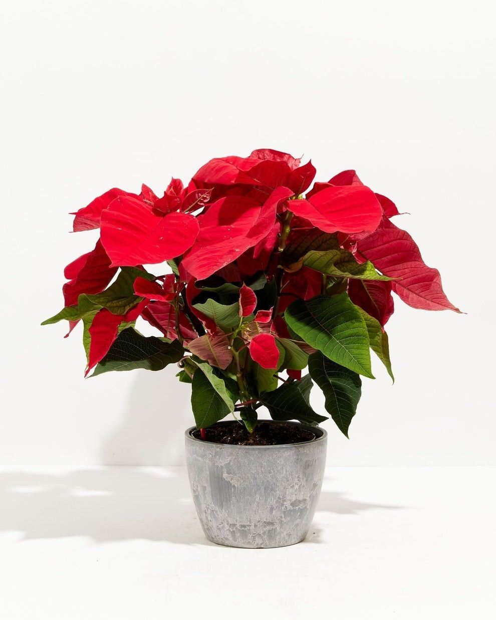 Red Poinsettia Plant Kit