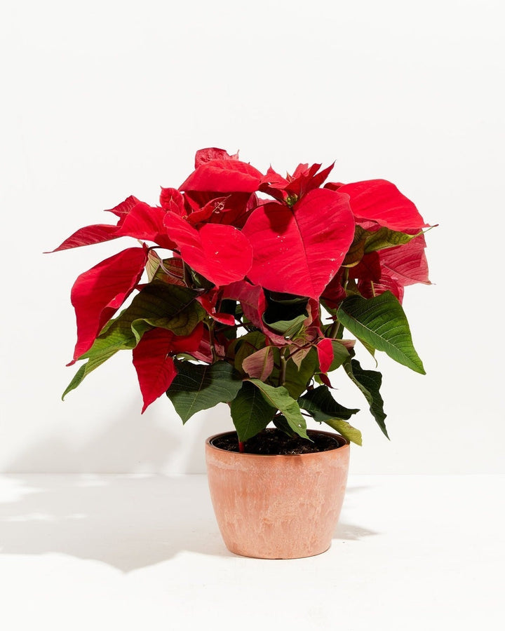 Red Poinsettia Plant Kit