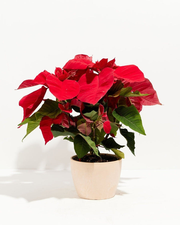 Red Poinsettia Plant Kit