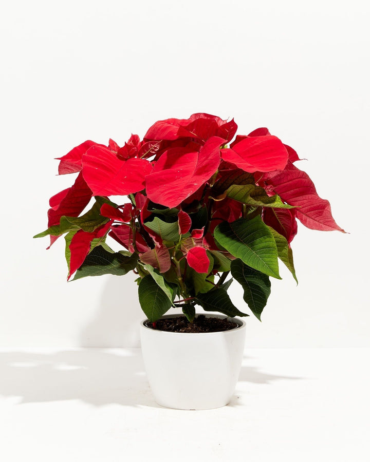 Red Poinsettia Plant Kit