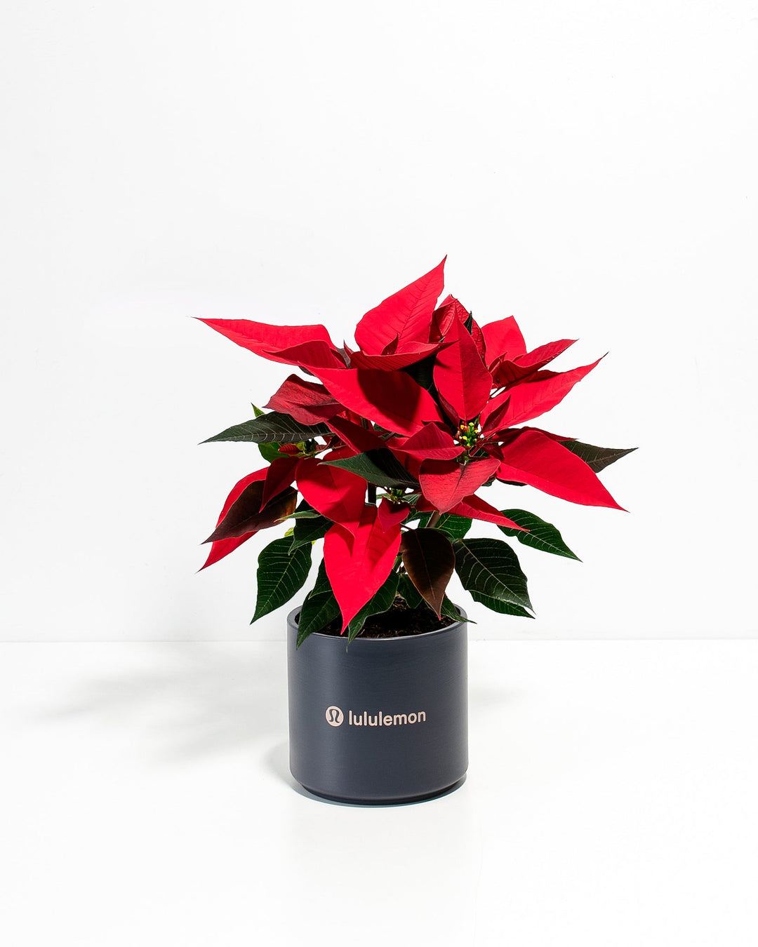 Red Poinsettia Plant Kit