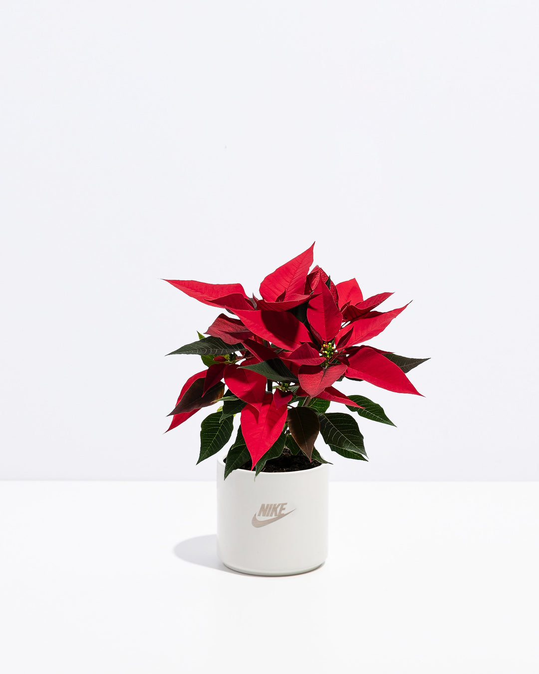 Red Poinsettia Plant Kit