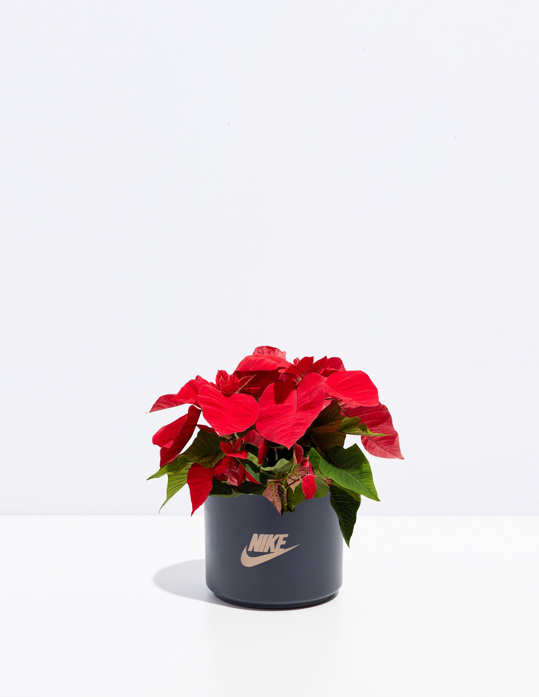 Red Poinsettia Plant Kit