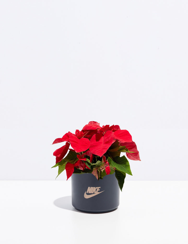 Red Poinsettia Plant Kit