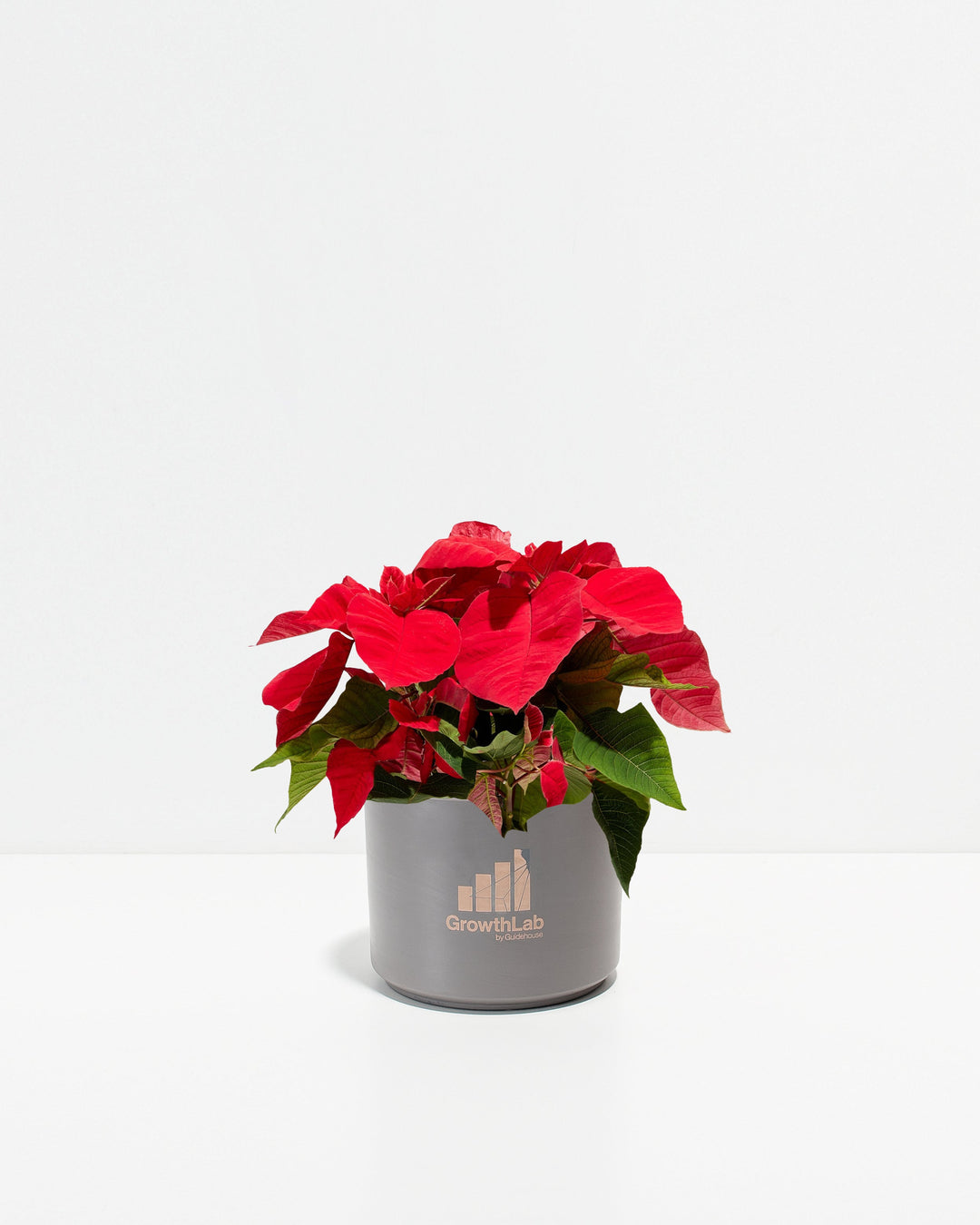 Red Poinsettia Plant Kit
