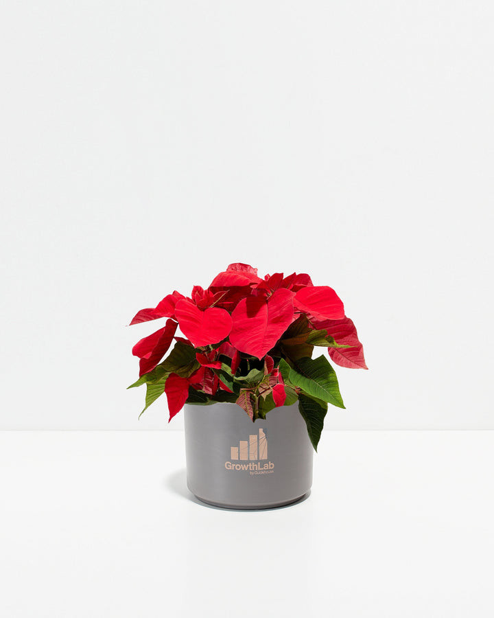 Red Poinsettia Plant Kit