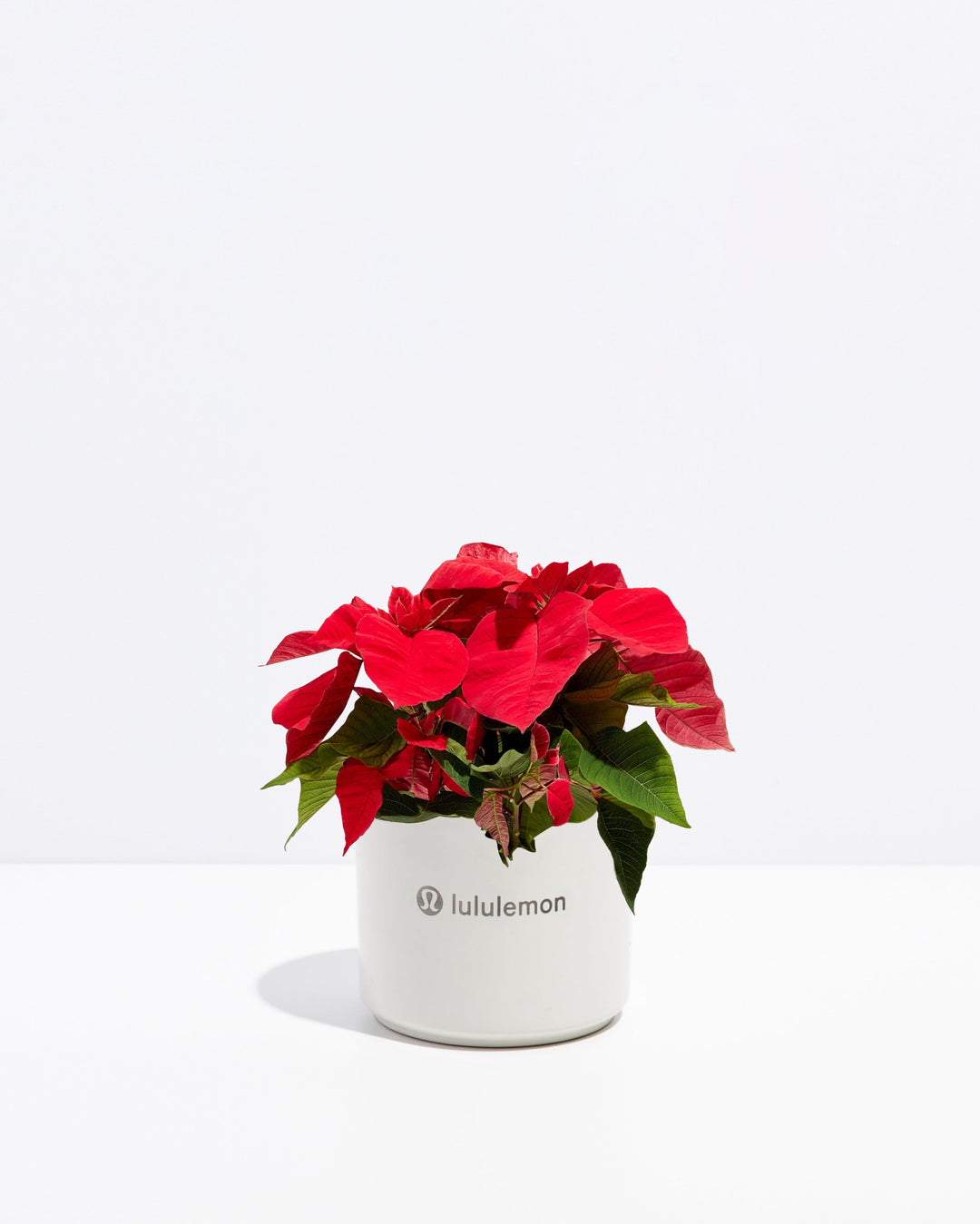 Red Poinsettia Plant Kit