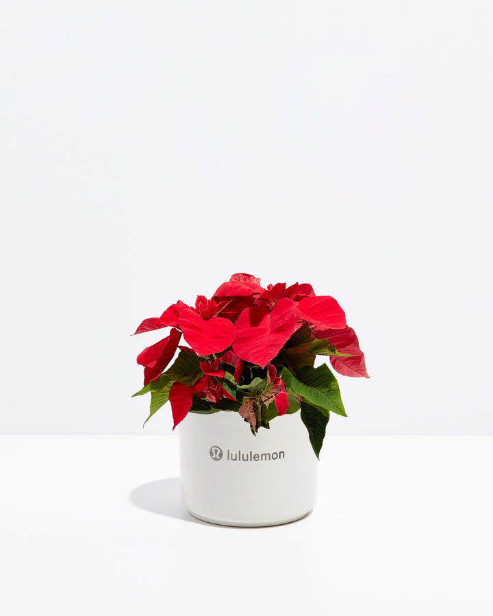 Red Poinsettia Plant Kit
