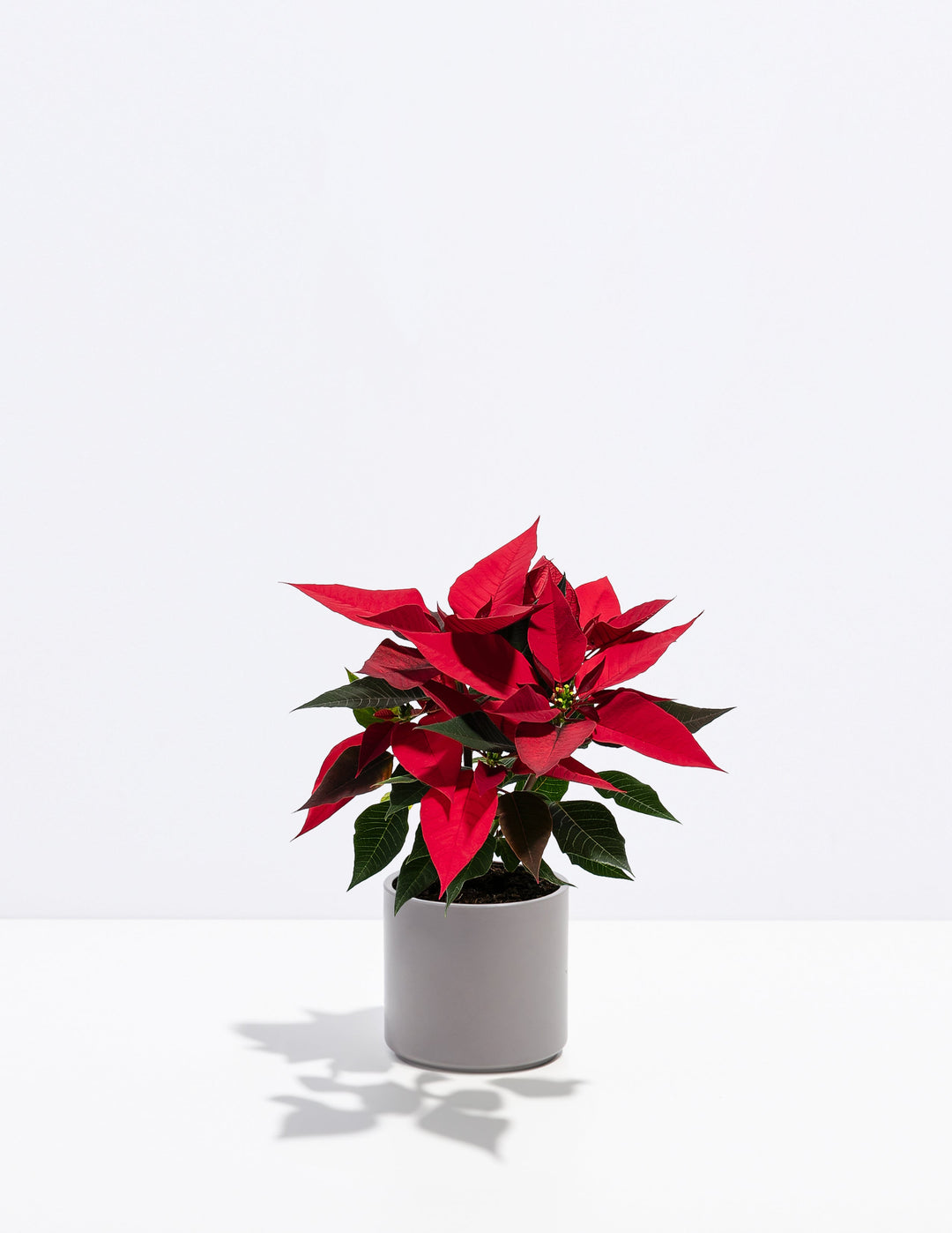 Red Poinsettia Plant Kit