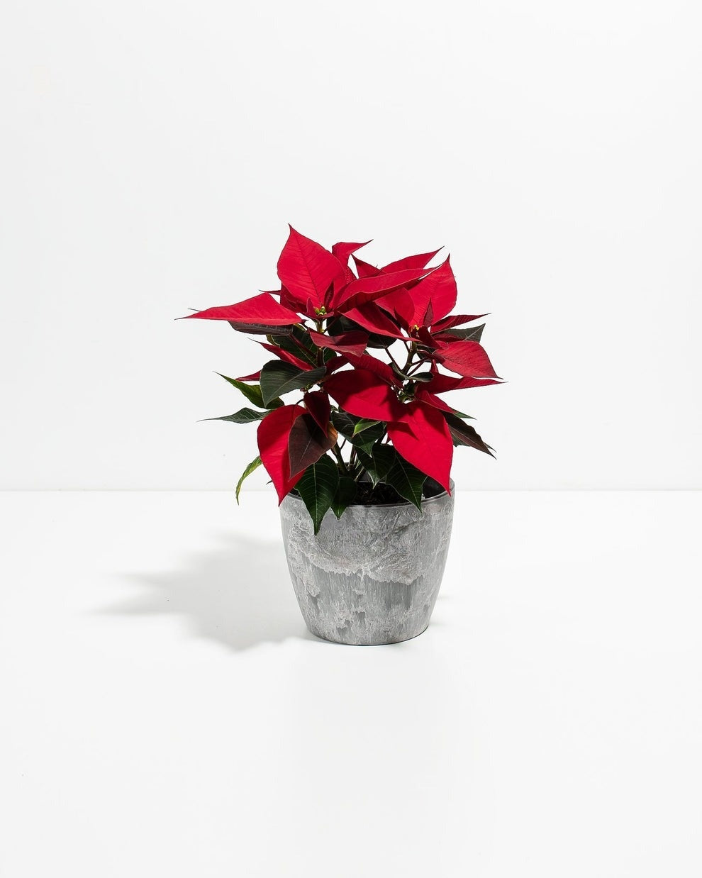 Red Poinsettia Plant Kit