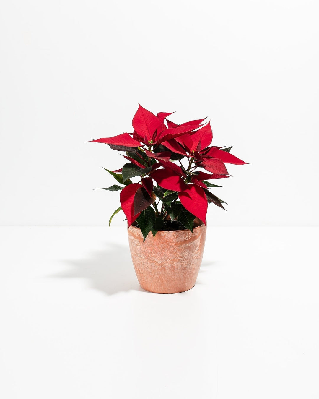 Red Poinsettia Plant Kit