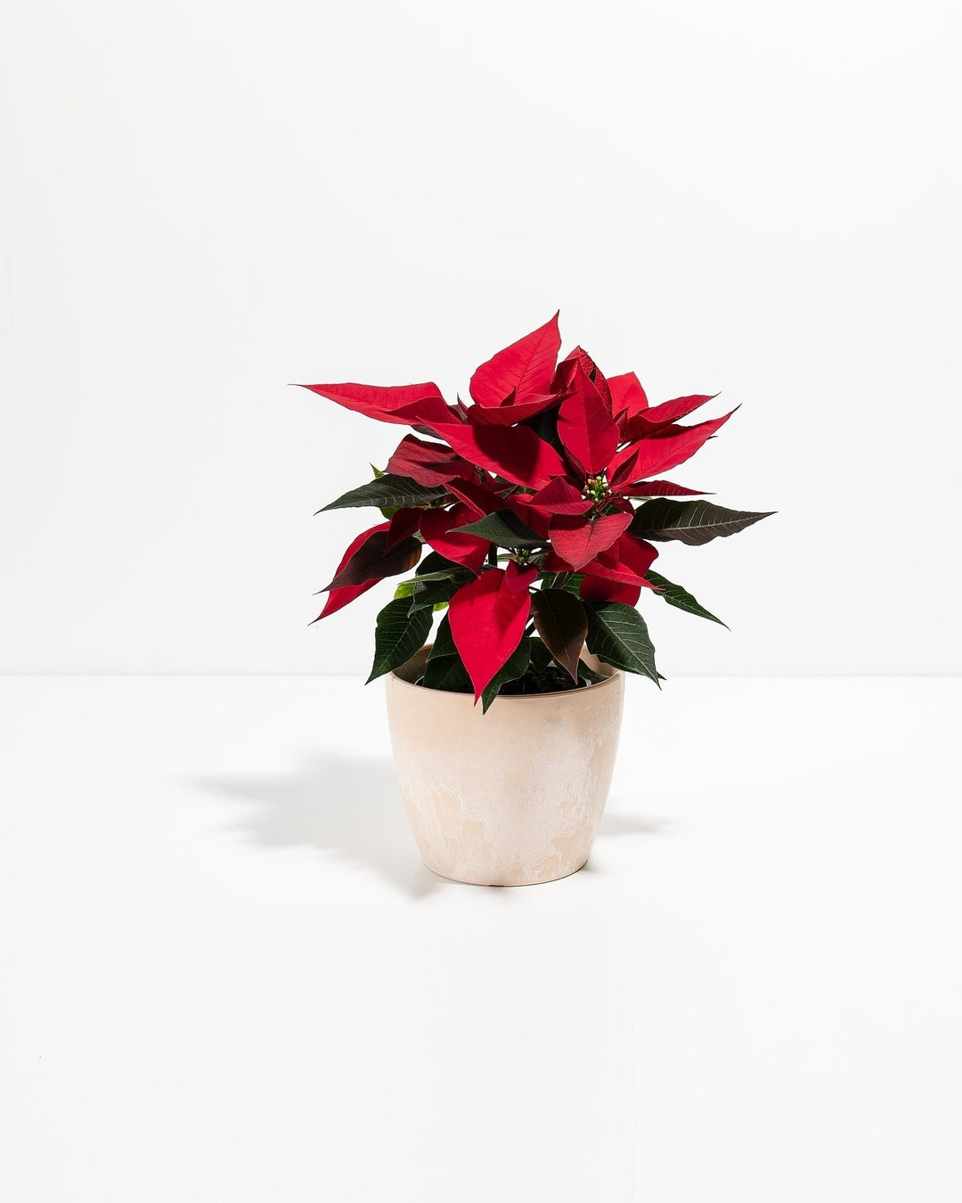 Red Poinsettia Plant Kit