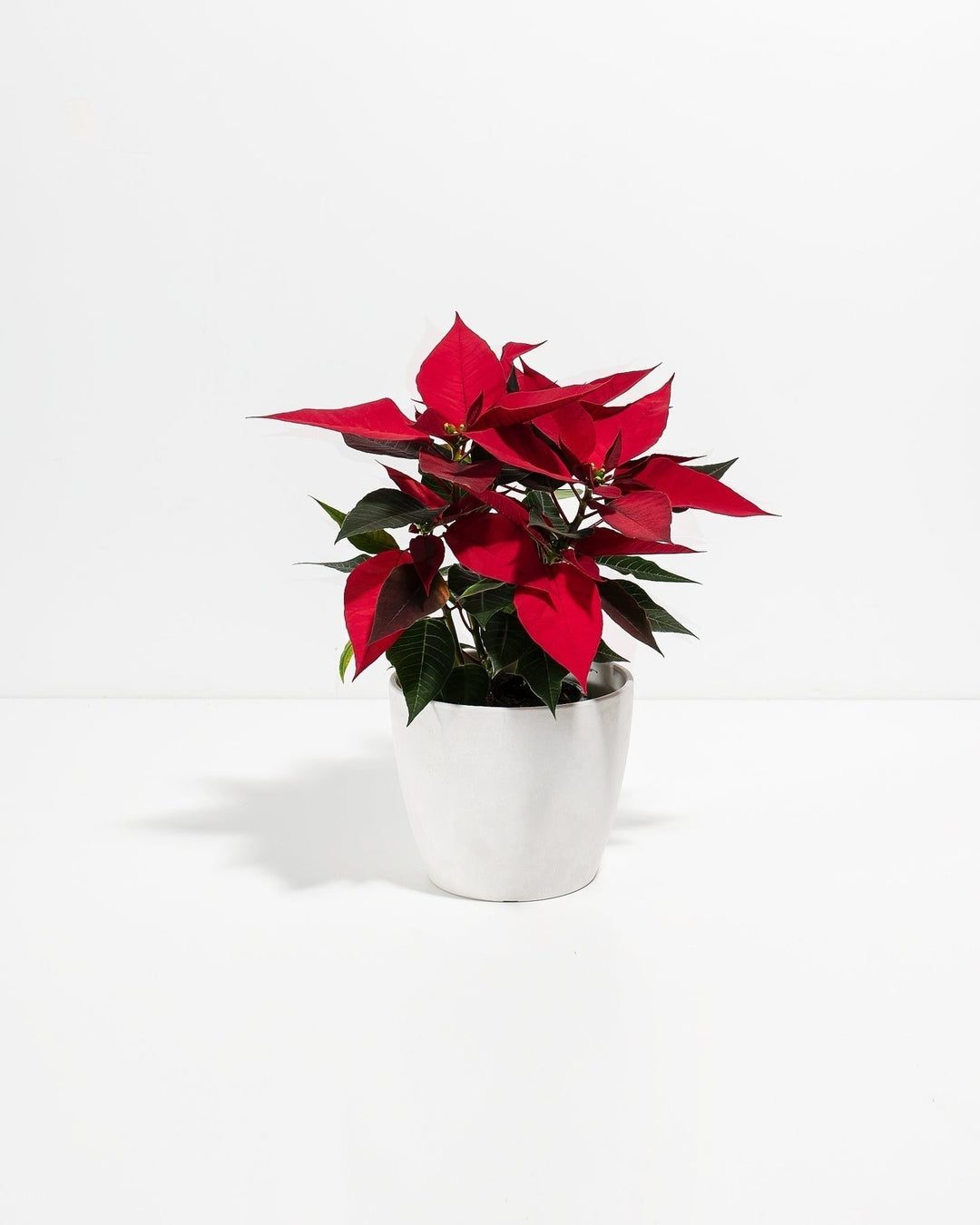 Red Poinsettia Plant Kit