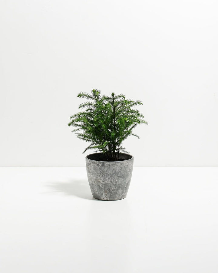 Norfolk Island Pine