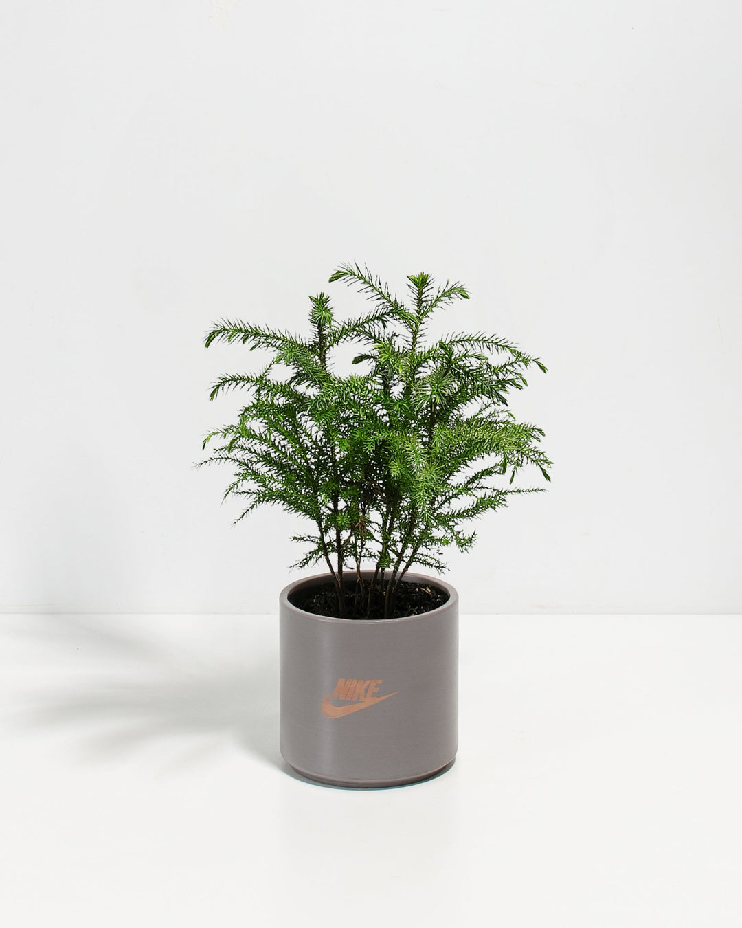 Norfolk Island Pine