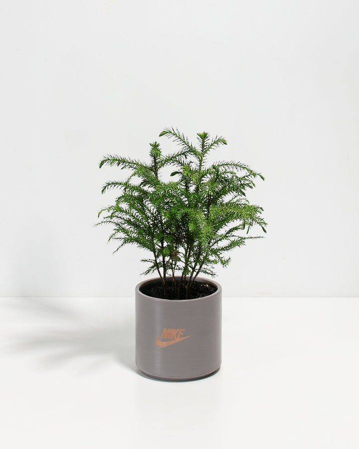 Norfolk Island Pine