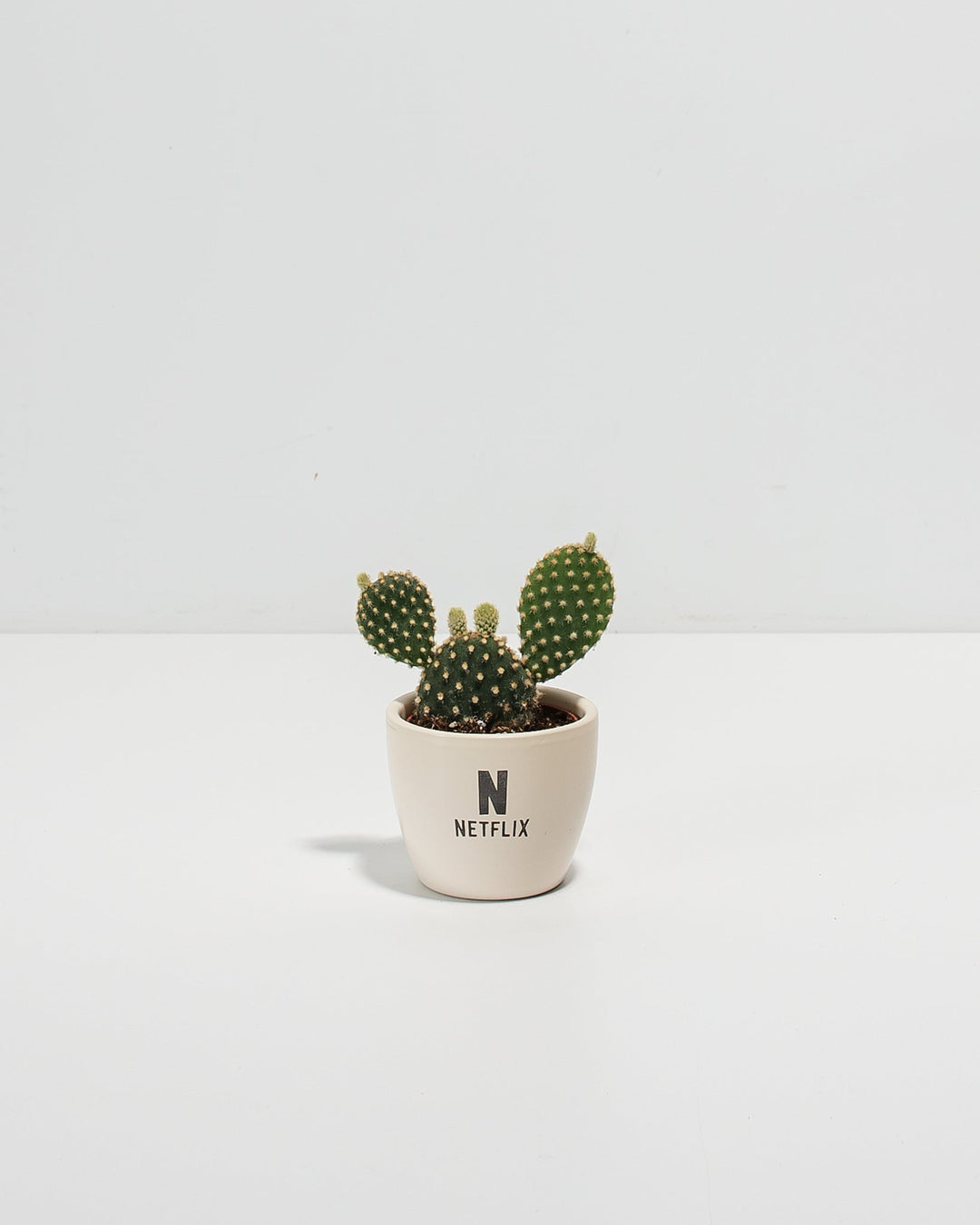 Petite Cactus Plant Kit